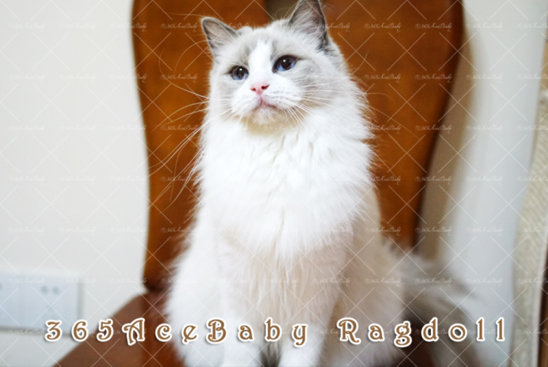 蓝色双色布偶猫