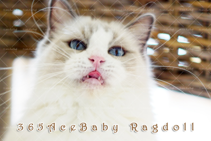 蓝色双色布偶猫