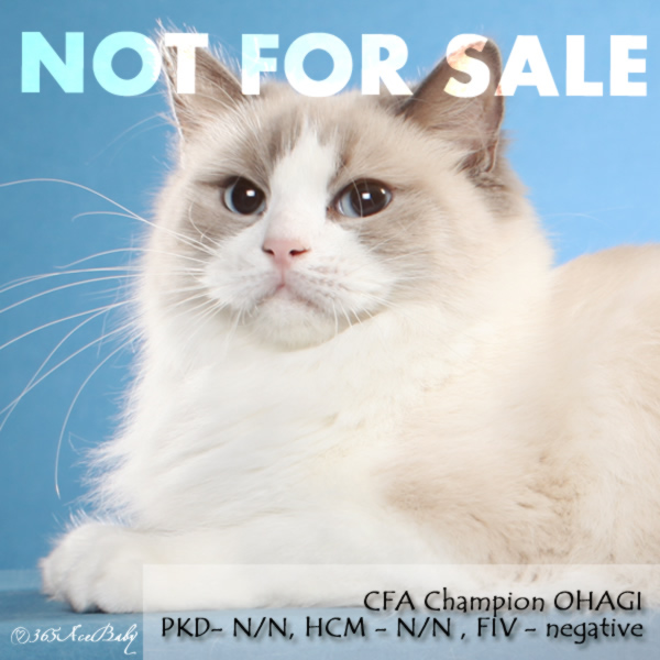 蓝色双色布偶猫-牡丹饼