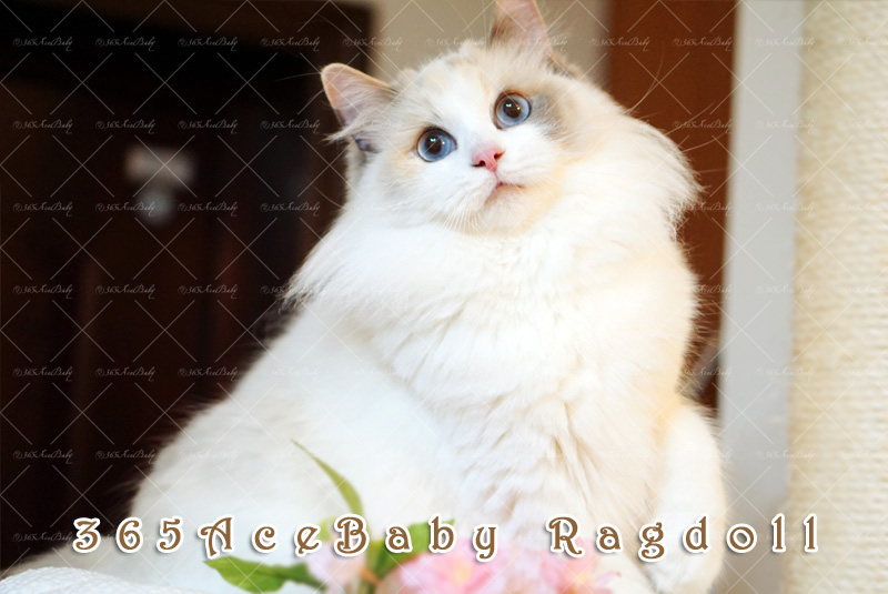 玳瑁双色布偶猫