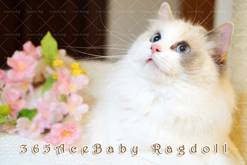 玳瑁双色布偶猫