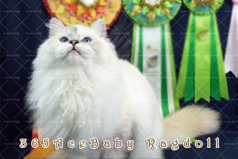 玳瑁山手套布偶猫