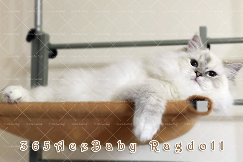 玳瑁山手套布偶猫