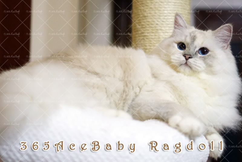 玳瑁山手套布偶猫