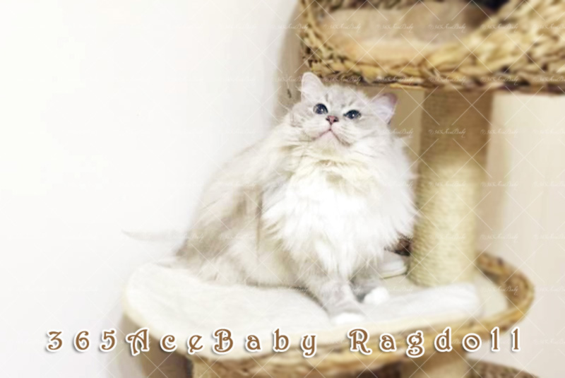 蓝山手套布偶猫