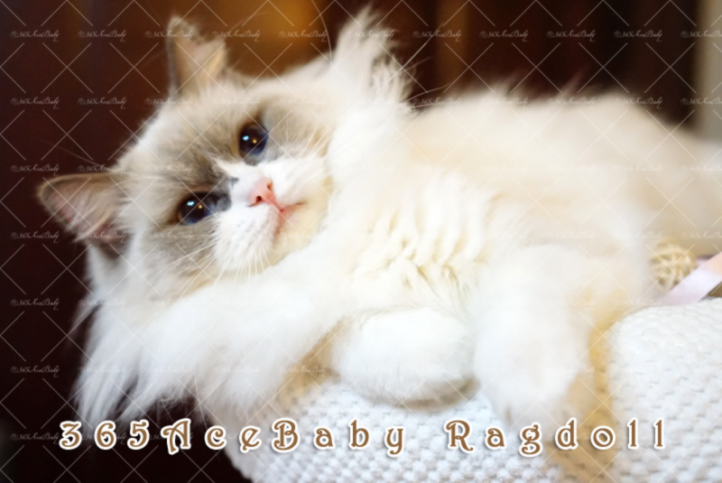 蓝色双色布偶猫