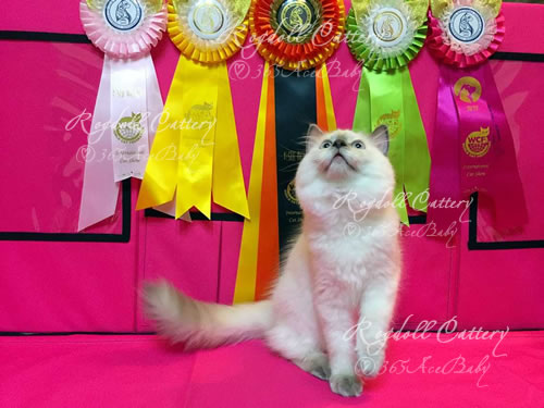 玳瑁重点布偶猫-青鸟