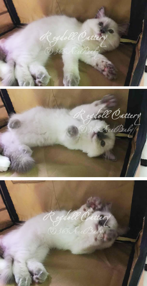 玳瑁重点布偶猫-青鸟