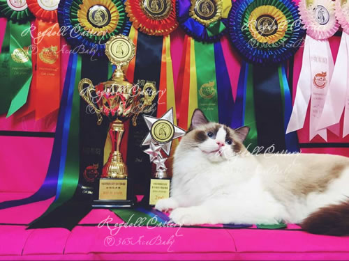 海豹双色布偶猫-骑士