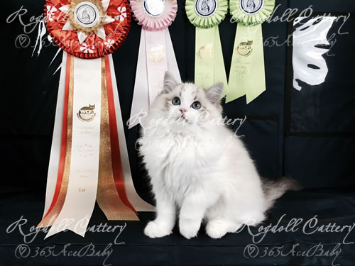 海豹山双布偶猫