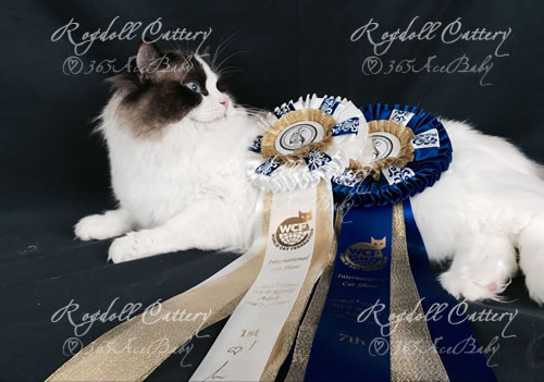 海豹双色布偶猫-骑士