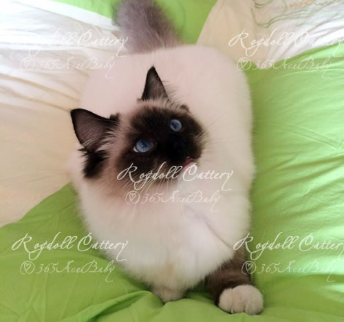 海豹手套布偶猫-肉松