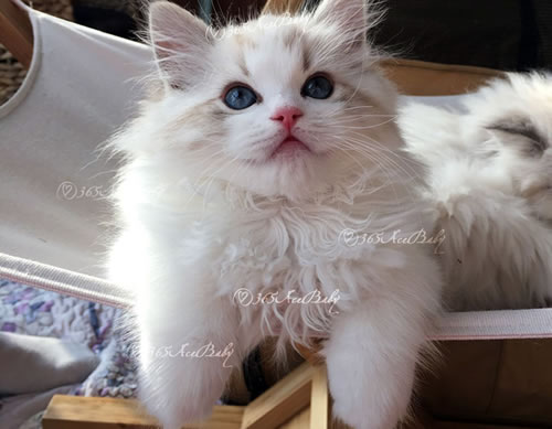 海豹山双布偶猫