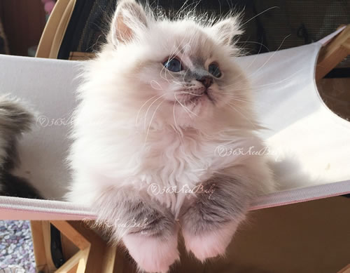 蓝山手套布偶猫-Dr.Pepper