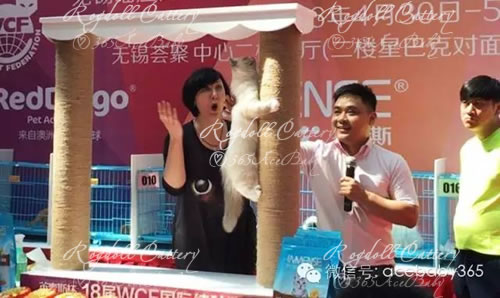 蓝山手套布偶猫-Dr.Pepper