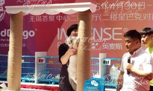 蓝山手套布偶猫-Dr.Pepper