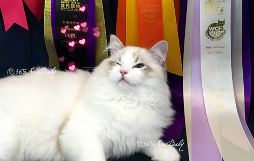 海豹山双布偶猫