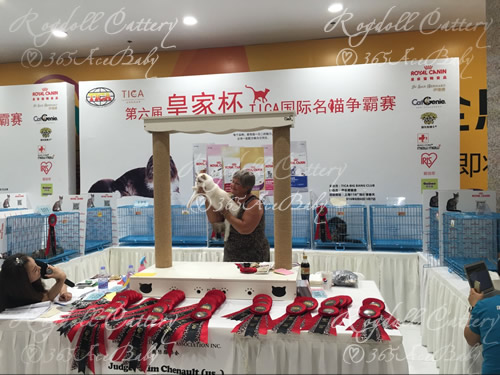 海豹山双布偶猫