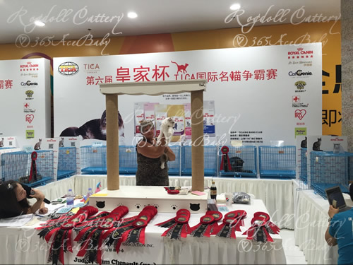 海豹山双布偶猫