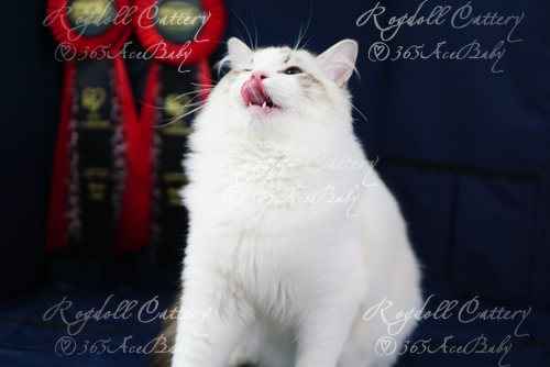 海豹山双布偶猫