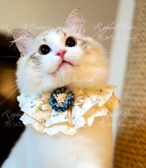 海豹山猫双色布偶猫-二胖