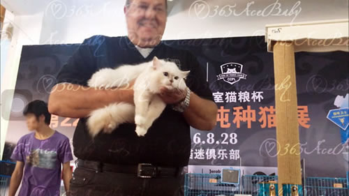 玳瑁手套布偶猫-干姜水