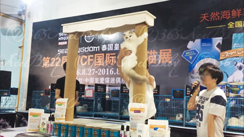 蓝色双色布偶猫-格格