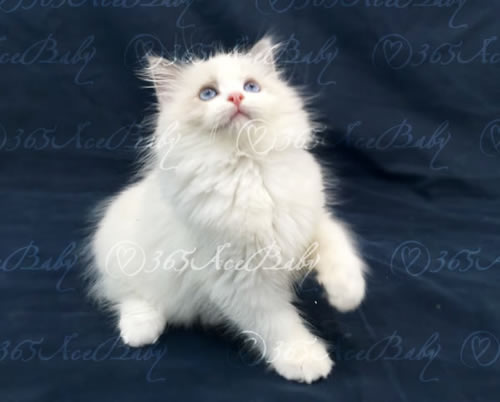 蓝色双色布偶猫-格格