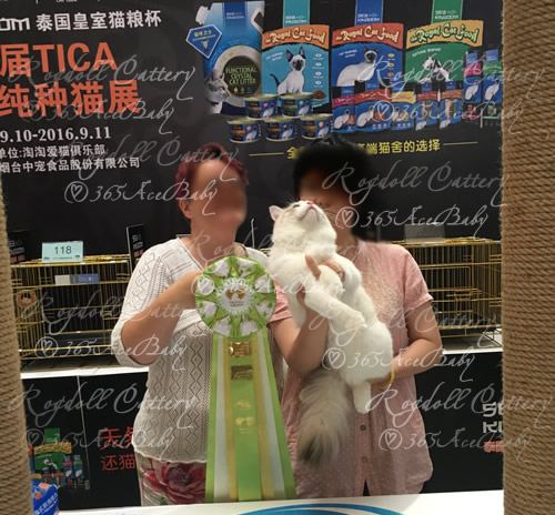 海豹山双布偶猫-二胖