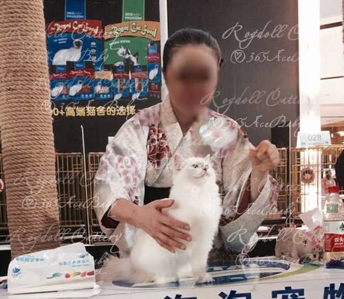 玳瑁手套布偶猫-干姜水