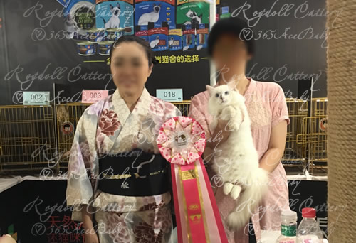 玳瑁手套布偶猫-干姜水