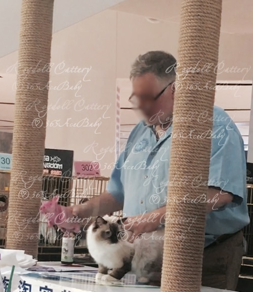 海豹手套布偶猫-豆包