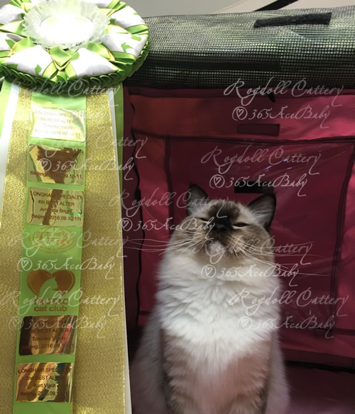 海豹手套布偶猫-豆包