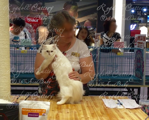 玳瑁手套布偶猫-干姜水