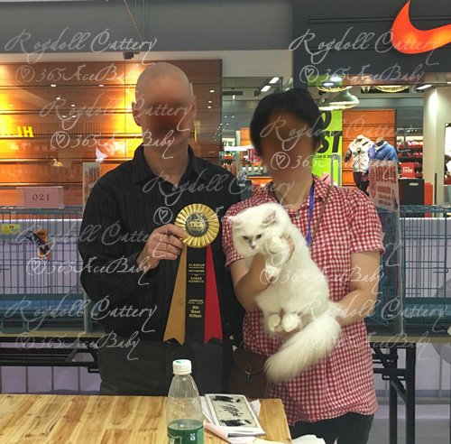 玳瑁手套布偶猫-干姜水