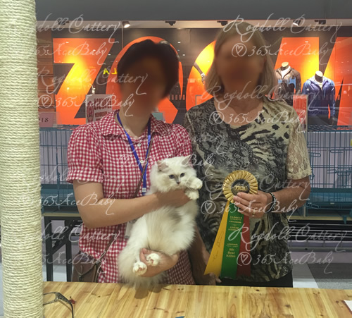 玳瑁手套布偶猫-干姜水