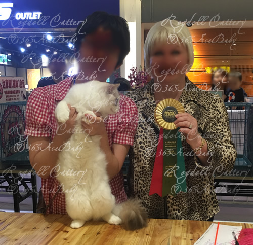 海豹山双布偶猫-二胖