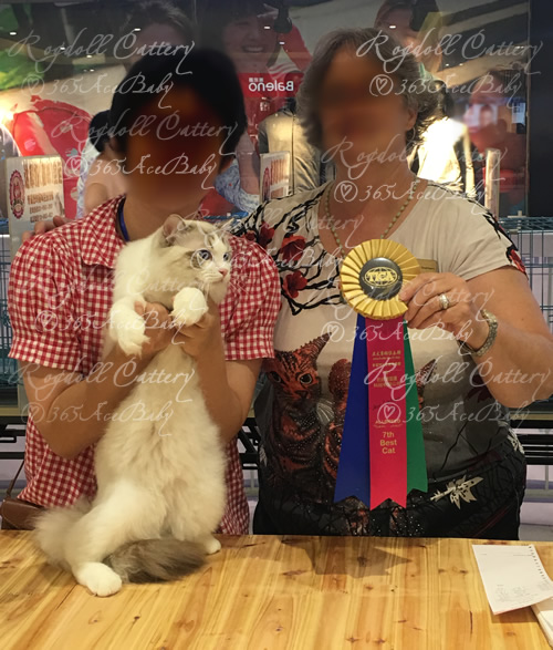 海豹山双布偶猫-二胖