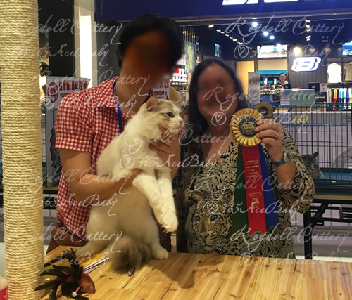 海豹山双布偶猫-二胖