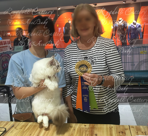 海豹山双布偶猫-二胖