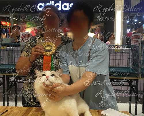 海豹山双布偶猫-二胖