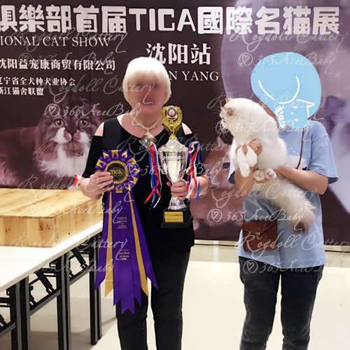 海豹山双布偶猫-二胖