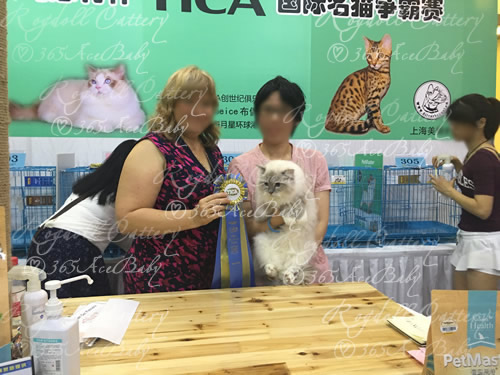 蓝山手套布偶猫-小帕Dr.Pepper