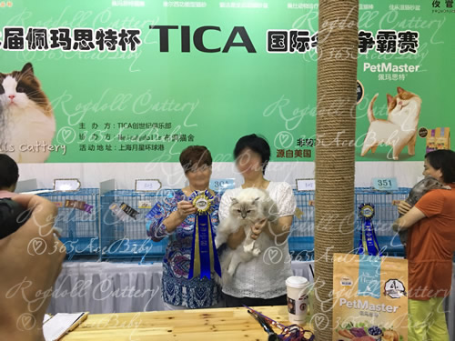 蓝山手套布偶猫-小帕Dr.Pepper