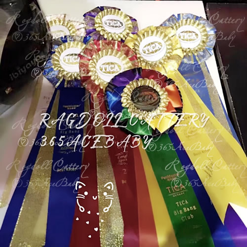 蓝山手套布偶猫-小帕Dr.Pepper