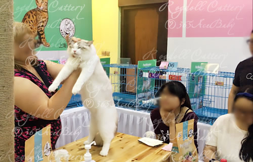 海豹山双布偶猫-二胖