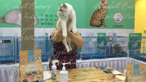 海豹山双布偶猫-二胖