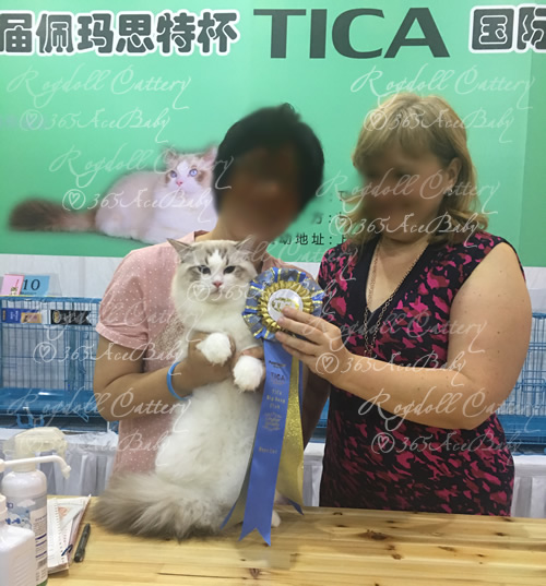 海豹山双布偶猫-二胖