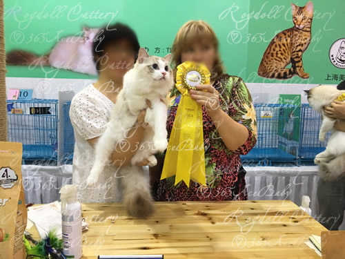 海豹山双布偶猫-二胖