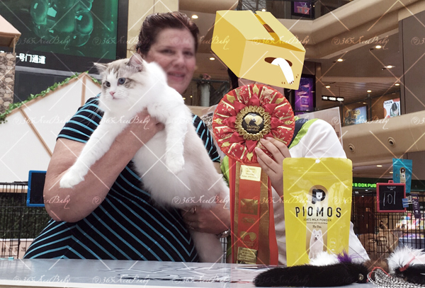 海豹山双布偶猫